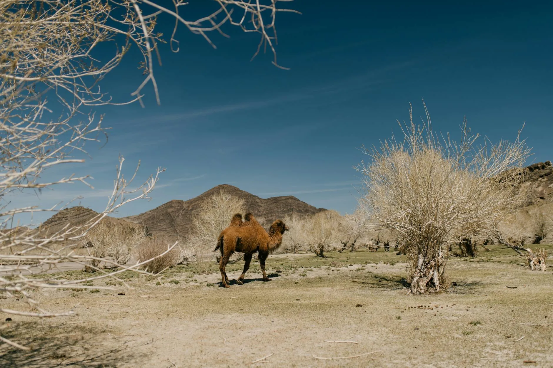 La faune et la flore du Gobi