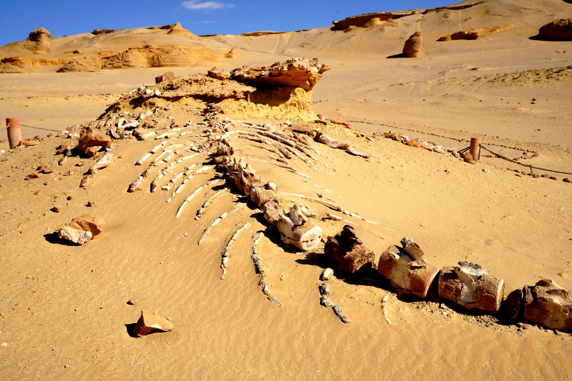 Le Gobi et les dinosaures