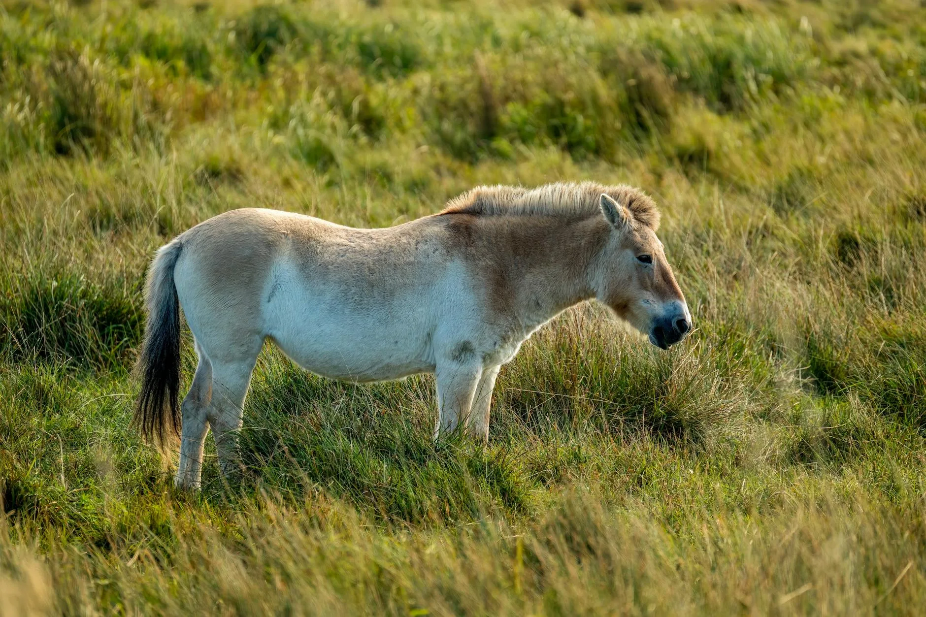 Cheval de Przewalski (takhi) dans le parc national de Khustai, Mongolie